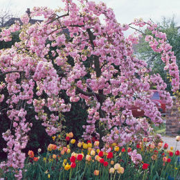 Prunus serrulata Kiku-shidare-sakura